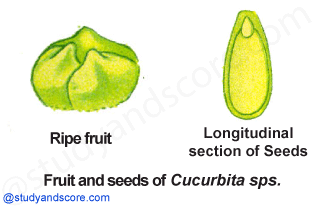 Cucurbitaceae, vegetative characters, cucurbita, cucumber, pumpkin family